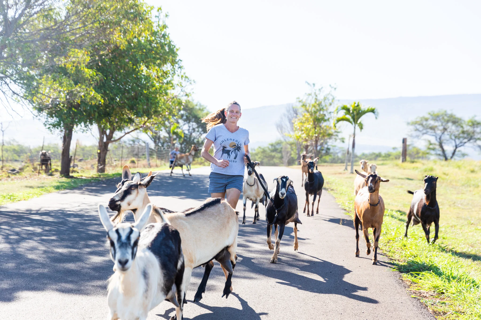 Coconut Rum - Goat's Milk Caramel — Haleakala Creamery Maui